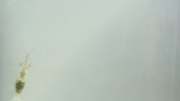 Hippocampe et crevettes nagent dans l'eau de mer boueuse 