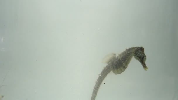 Seahorse Shrimp Swim Muddy Sea Water — Stock Video