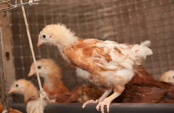 Pollos Jaula Granja Avícola Producción Industrial Carne Huevos —  Fotos de Stock