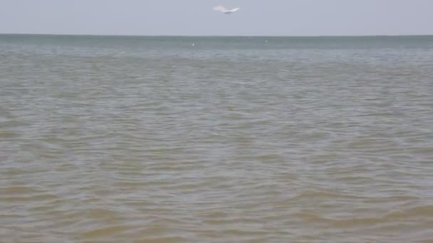 Pequeñas Olas Mar Las Gaviotas Del Caspio Nadan Pescan Mar — Vídeo de stock