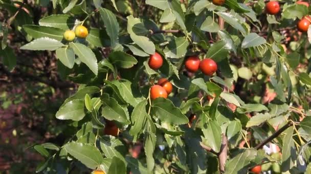Ziziphus Jujuba Commonly Called Jujube Red Date Chinese Date Species — Stock Video