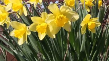 Bahçe rüzgarda sallanan içinde çiçek açan nergis