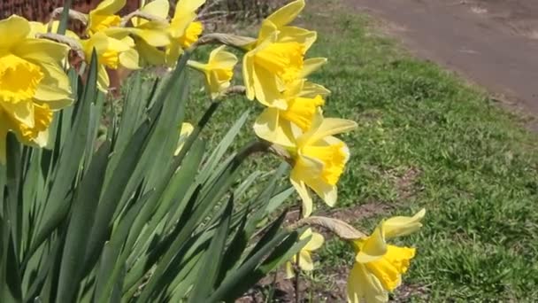 Blooming Daffodils Garden Swaying Wind — Stock Video