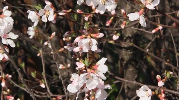 Sakura Blommande Blekt Rosa Blommor Grenar Körsbär Blommar Mot Himlen — Stockvideo