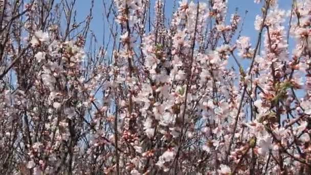 Sakura Bloeiende Bleke Roze Bloemen Takken Van Kersenbloesem Tegen Hemel — Stockvideo