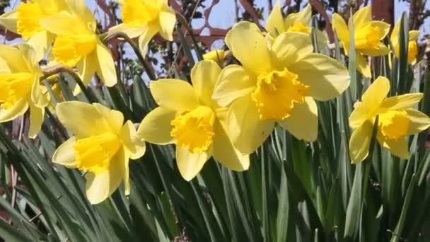 Rozkwiecony Daffodils Ogrodzie Kołyszące Się Wietrze — Wideo stockowe