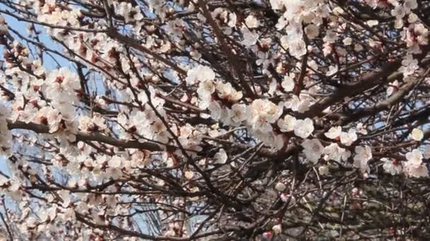 Kwitnący Owoców Moreli Drzewo Gałąź Pięknych Kwiatów — Wideo stockowe