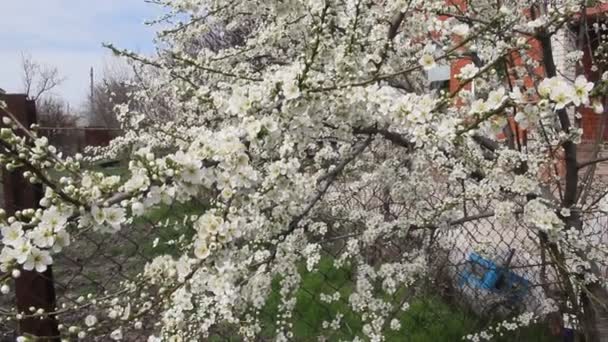 Vit Cherry Plum Blommor Våren Vackra Blommande Cherry Plum Grenar — Stockvideo