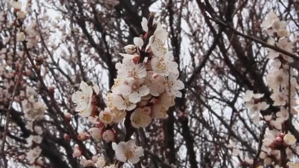 Kvetoucí Větve Stromu Meruňkový Krásnými Květinami — Stock video