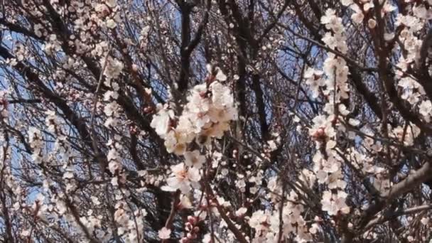 Blommande Aprikossoppa Frukt Trädgren Med Vackra Blommor — Stockvideo