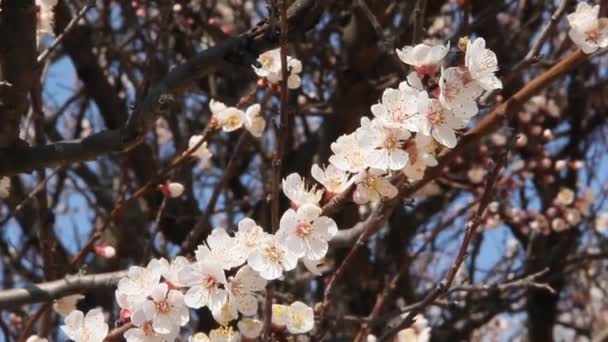 Kvetoucí Větve Stromu Meruňkový Krásnými Květinami — Stock video