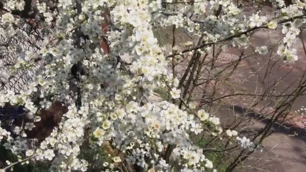 春に桜梅の花は白い 晴れた日に美しい花の咲く桜梅枝 — ストック動画