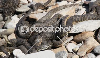 Ayrıca büyük whipsnake bilinen hazar whipsnake (Dolichophis caspius, bazen de Coluber caspius) 