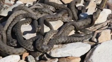 Ayrıca büyük whipsnake bilinen hazar whipsnake (Dolichophis caspius, bazen de Coluber caspius) 