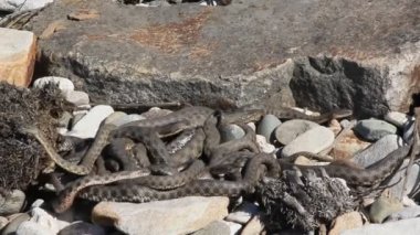 Ayrıca büyük whipsnake bilinen hazar whipsnake (Dolichophis caspius, bazen de Coluber caspius) 
