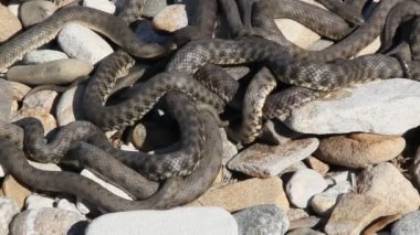 Ayrıca büyük whipsnake bilinen hazar whipsnake (Dolichophis caspius, bazen de Coluber caspius) 