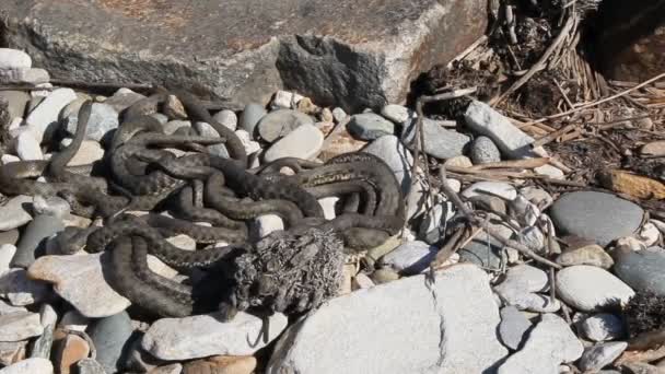 Víbora Del Caspio Dolichophis Caspius Veces También Coluber Caspius También — Vídeo de stock