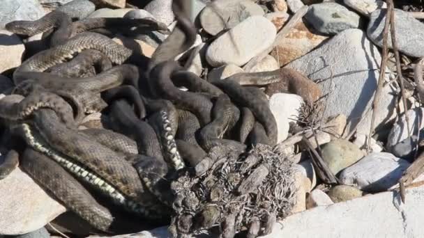 Serpente Del Caspio Dolichophis Caspius Talvolta Anche Coluber Caspius Noto — Video Stock