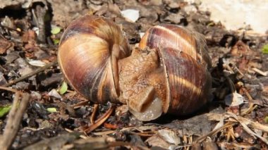 Büyük salyangoz üreme vahşi hareket. İki üzüm salyangoz dostum. Salyangoz çiftleşme birkaç. Salyangoz onların aşk dansı