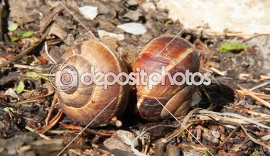 Büyük salyangoz üreme vahşi hareket. İki üzüm salyangoz dostum. Salyangoz çiftleşme birkaç. Salyangoz onların aşk dansı
