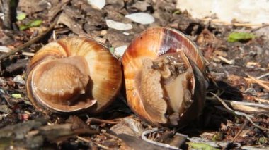 İki üzüm salyangoz yalan yere. İki escargots yaşlı yeşillik vardır