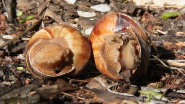 İki üzüm salyangoz yalan yere. İki escargots yaşlı yeşillik vardır