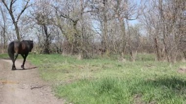 Koyu kahverengi at üstünde a kira kontratı. Bahar yatay, yeşil çim, ağaçların yaprakları ve at olmadan