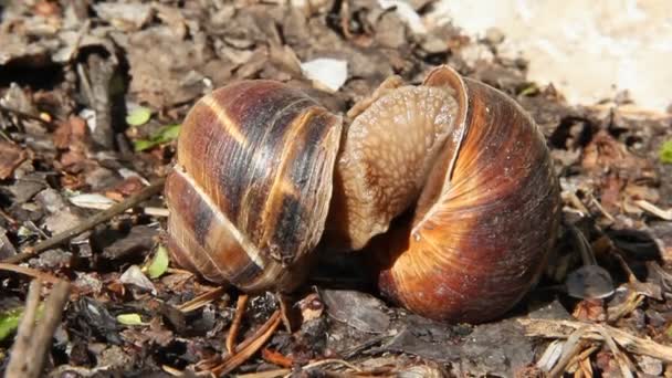 Big Snails Wild Act Reproduction Two Grape Snails Mate Couple — Stock Video