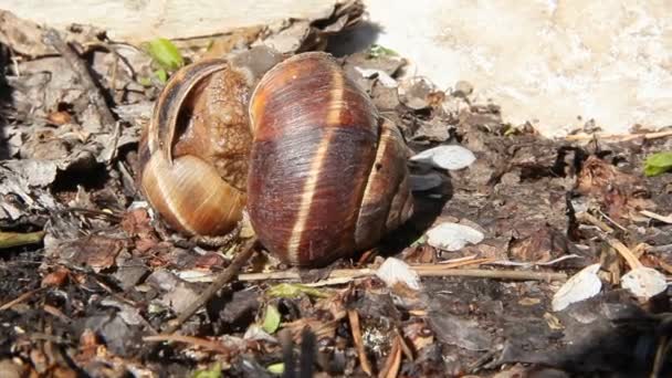 Big Snails Wild Act Reproduction Two Grape Snails Mate Couple — Stock Video