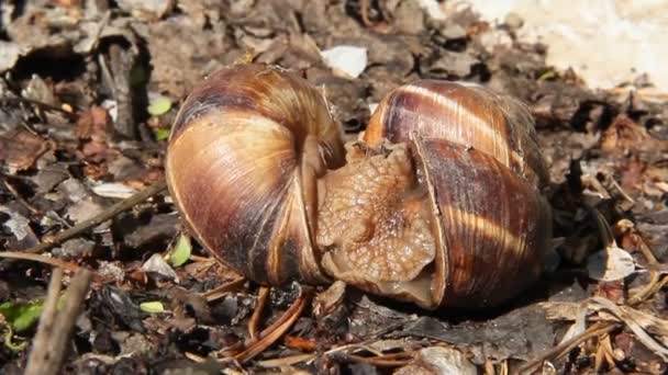 野生繁殖行为中的大蜗牛 两个葡萄蜗牛交配 一对蜗牛交配 蜗牛在他们的爱的舞蹈 — 图库视频影像