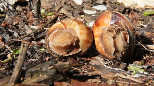 Zwei Weinbergschnecken Liegen Auf Dem Boden Zwei Escargots Sind Auf — Stockvideo