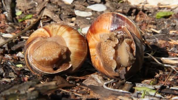Two Grape Snails Lie Ground Two Escargots Old Foliage — Stock Video
