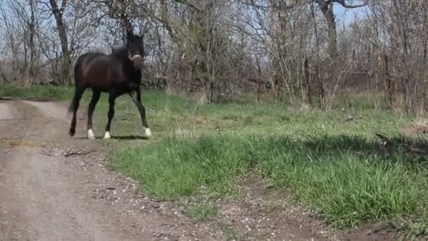 Donker Bruin Paard Aangelijnd Lente Landschap Met Groene Gras Met — Stockvideo