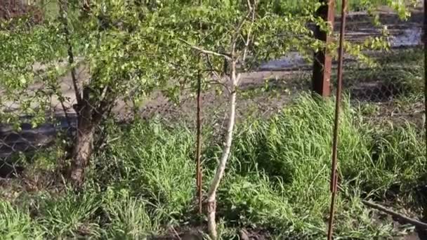 Ung Björk Trädgården Starka Vinden Susar Blad Och Grenar — Stockvideo