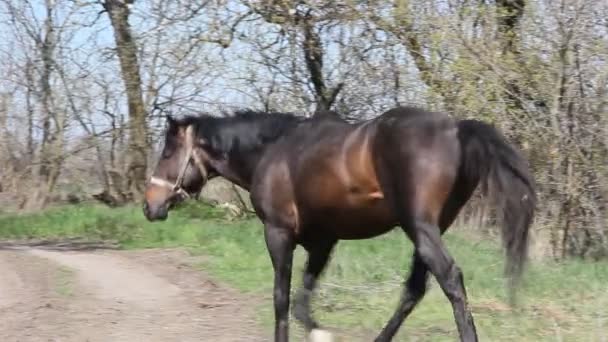 Dunkelbraunes Pferd Der Leine Frühlingslandschaft Mit Grünem Gras Mit Bäumen — Stockvideo