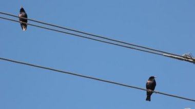Starling elektrikli tel üzerinde oturmuş şarkı söylüyor. Mavi gökyüzüne karşı sığırcık