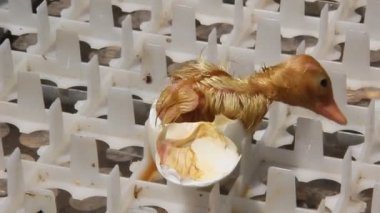 Onun yumurta dışarı geliyor sarı ördek yenidoğan
