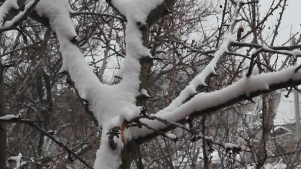 Snö Faller Trädgrenar Molnig Dag Vinter Träd Och Marken Täckt — Stockvideo