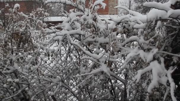 木の枝に降る雪 冬の曇りの日 新鮮な雪で覆われた木や地面 — ストック動画