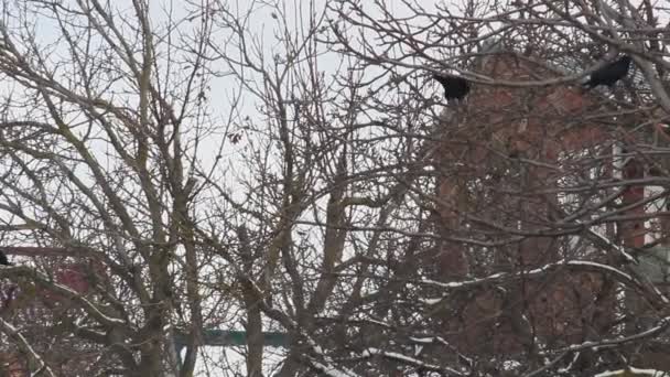 Toits Sur Les Branches Arbre Étalé Journée Hiver Gris Nuageux — Video