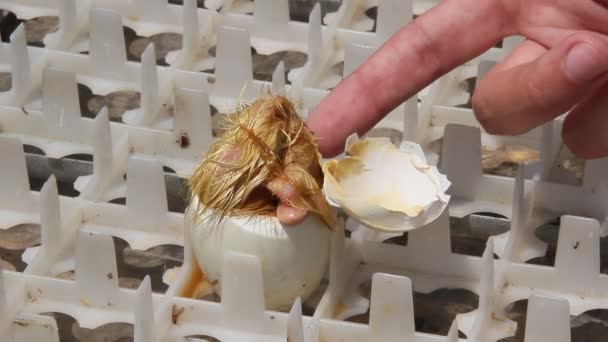 Onun Yumurta Dışarı Geliyor Sarı Ördek Yenidoğan — Stok video