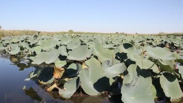 Plantacja Różowy Lotos Spokojne Jezioro Końcowego Rozkwitu Kwiat Lotosu Późnym — Wideo stockowe