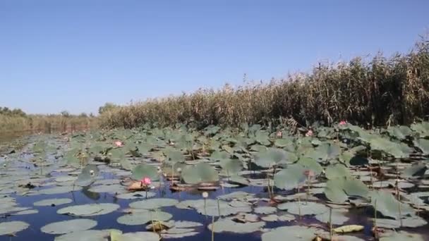 Plantation Pembe Lotus Sakin Göl Kenarında Lotus Çiçeği Son Çiçekli — Stok video