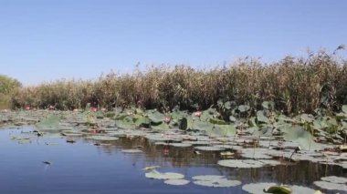 Plantation pembe Lotus sakin göl kenarında. Lotus çiçeği son çiçekli geç yaz aylarında