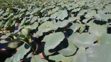 Plantation pembe Lotus sakin göl kenarında. Lotus çiçeği son çiçekli geç yaz aylarında