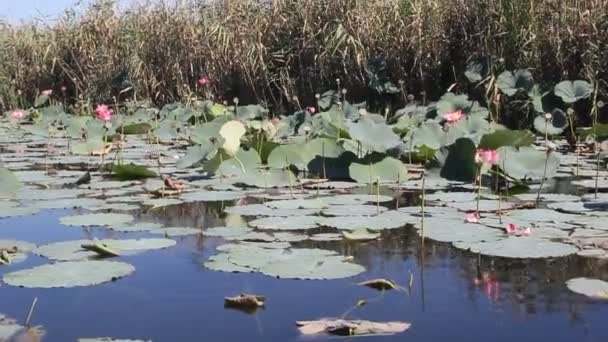 Plantation Lotus Rose Sur Lac Calme Floraison Finale Fleur Lotus — Video