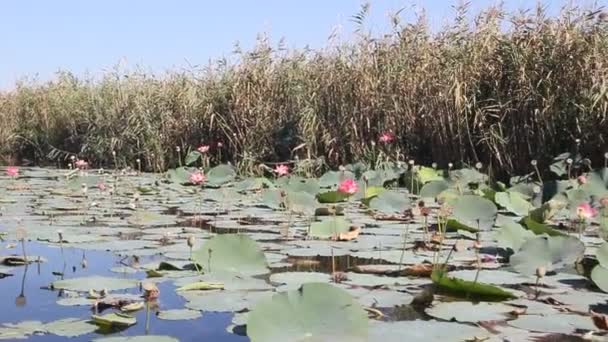 Plantation Růžový Lotos Klidném Jezeře Poslední Rozkvět Lotosový Květ Pozdním — Stock video