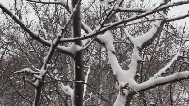 木の枝に降る雪 冬の曇りの日 新鮮な雪で覆われた木や地面 — ストック動画