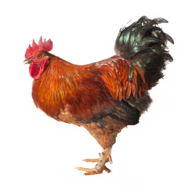 Beyaz arka plan üzerinde izole güzel kırmızı horoz