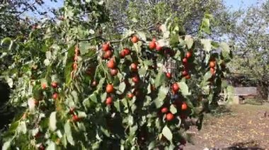 Ziziphus jujuba, yaygın olarak adlandırılan hünnap, kırmızı tarihi, Çin tarihi, Ziziphus (Cehrigiller cehri ailesindeki familyasından bir).